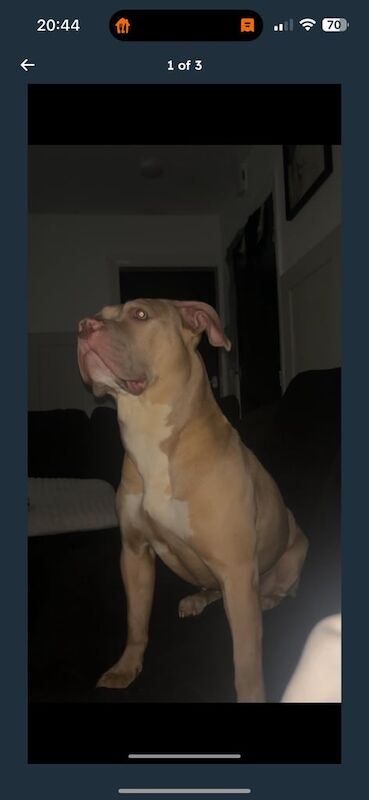American Bulldog puppies for sale in Horsforth, West Yorkshire – 2 years old
