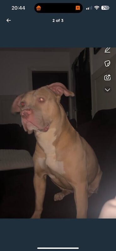 American Bulldog puppies for sale in Horsforth, West Yorkshire – 2 years old - Image 2 of 2