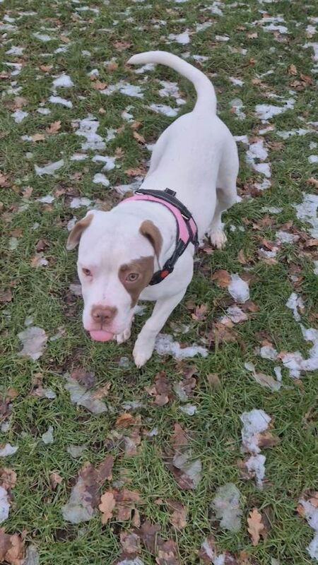 American Bulldog puppies for sale in Tamworth, Staffordshire – 7 months old - Image 2 of 4