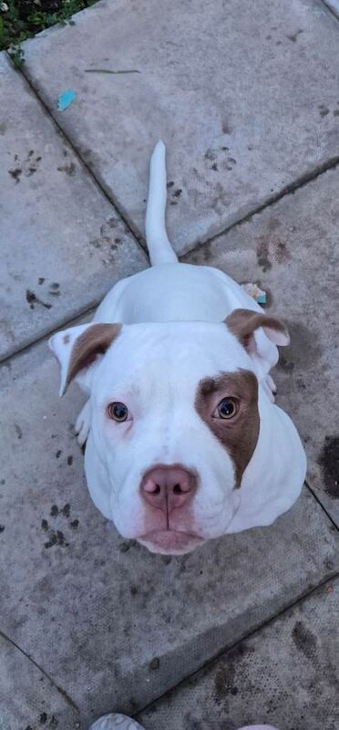 American Bulldog puppies for sale in Tamworth, Staffordshire – 7 months old - Image 3 of 4