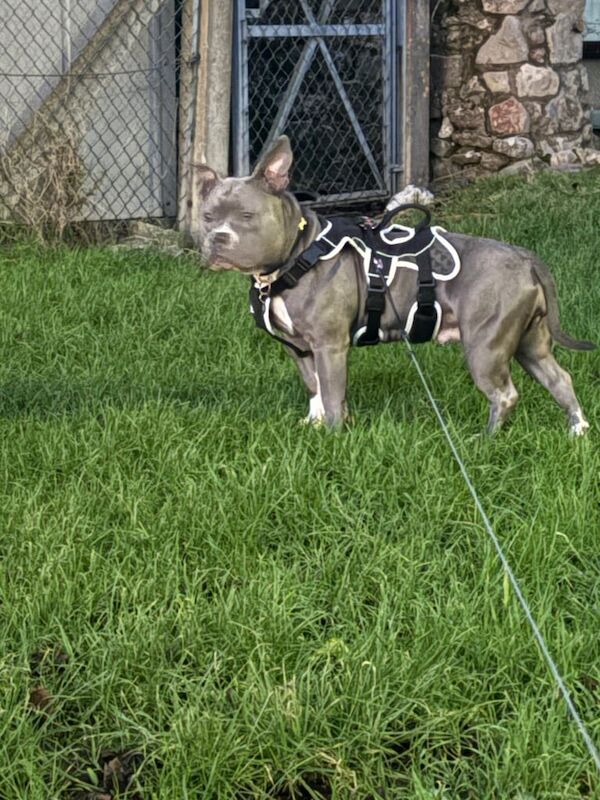 American Bully Puppies For Sale