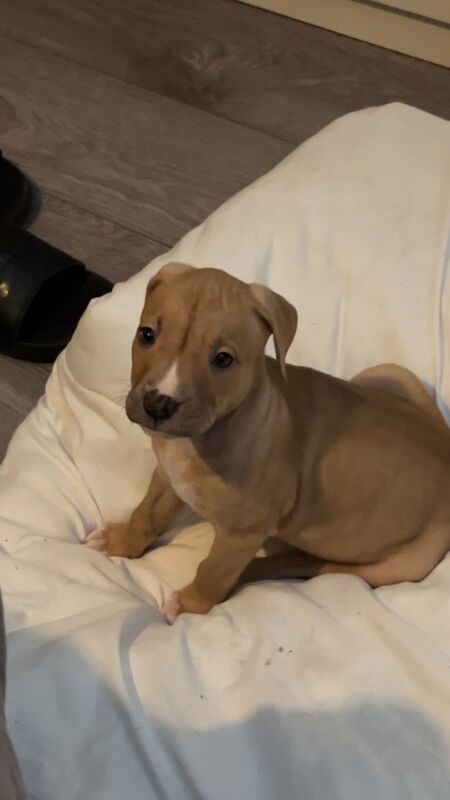 Female American bully - Image 2 of 6