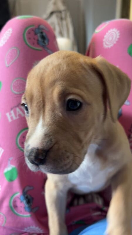 Female American bully - Image 3 of 6