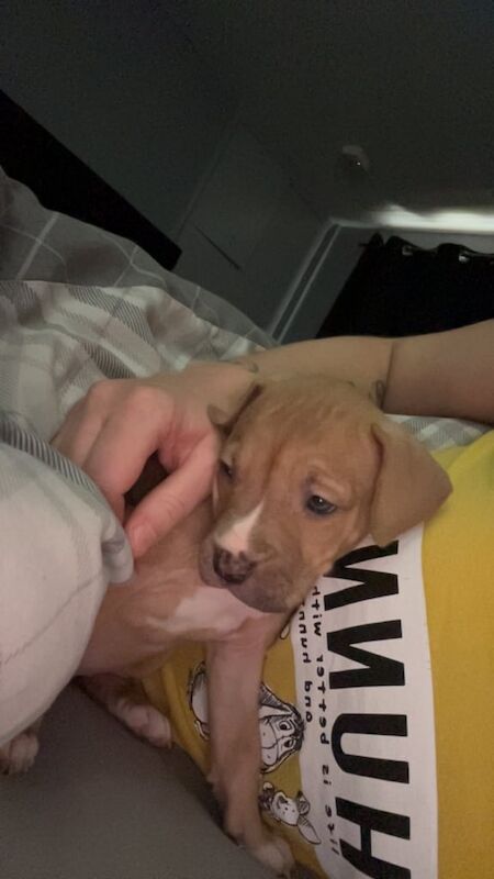 Female American bully - Image 4 of 6