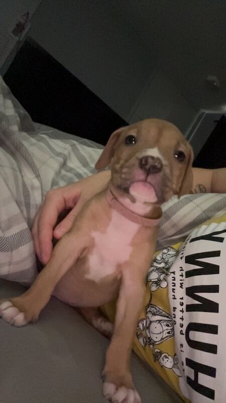 Female American bully - Image 5 of 6