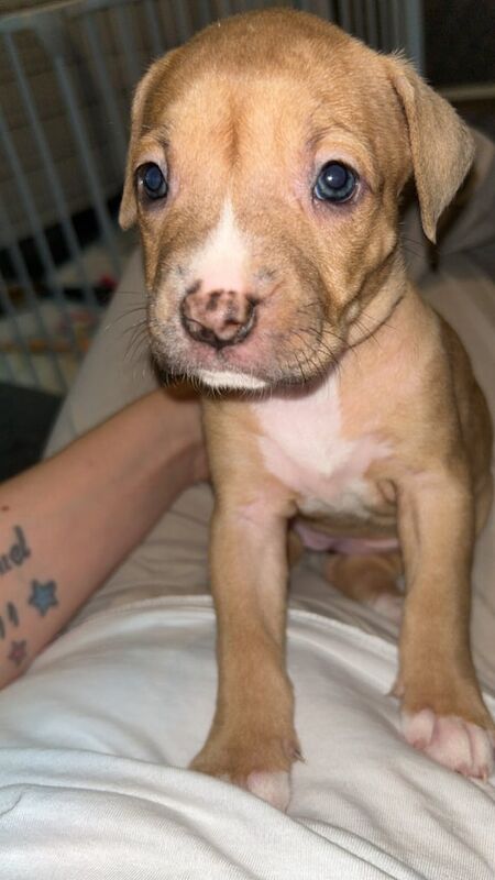 Female American bully - Image 6 of 6