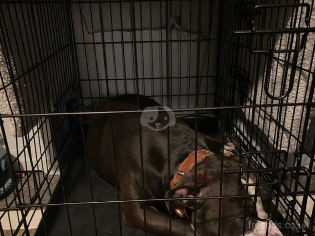American Bulldog puppies for sale in Crawley, West Sussex – 2 years old - Image 2 of 5