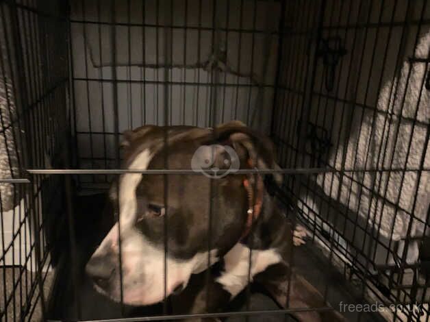 American Bulldog puppies for sale in Crawley, West Sussex – 2 years old - Image 3 of 5