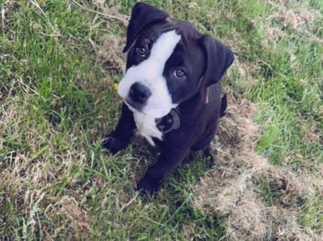 American Bulldog puppies for sale in Crawley, West Sussex – 2 years old - Image 5 of 5