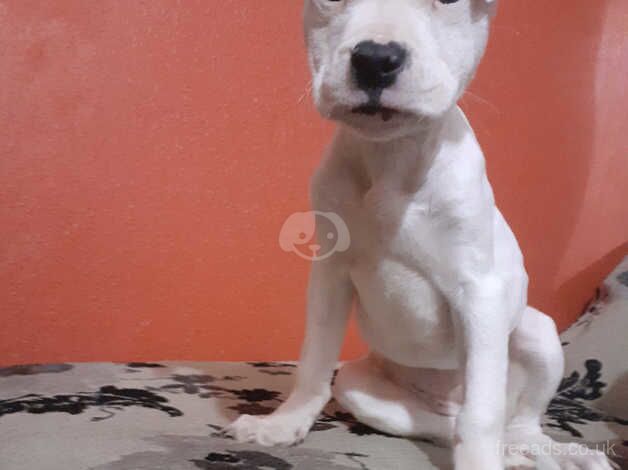 American Bulldog puppies for sale in Birmingham, West Midlands – 1 year old - Image 2 of 3