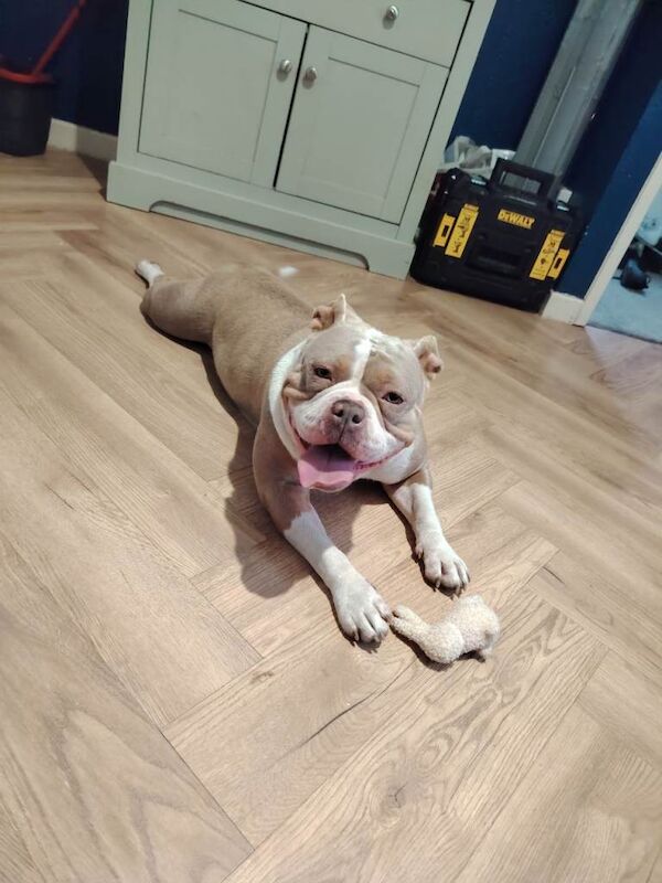 Female Pocket bully