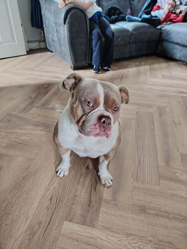 Female Pocket bully - Image 2 of 4