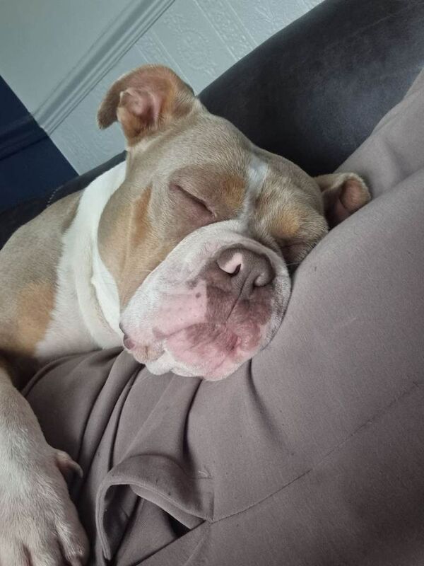Female Pocket bully - Image 3 of 4