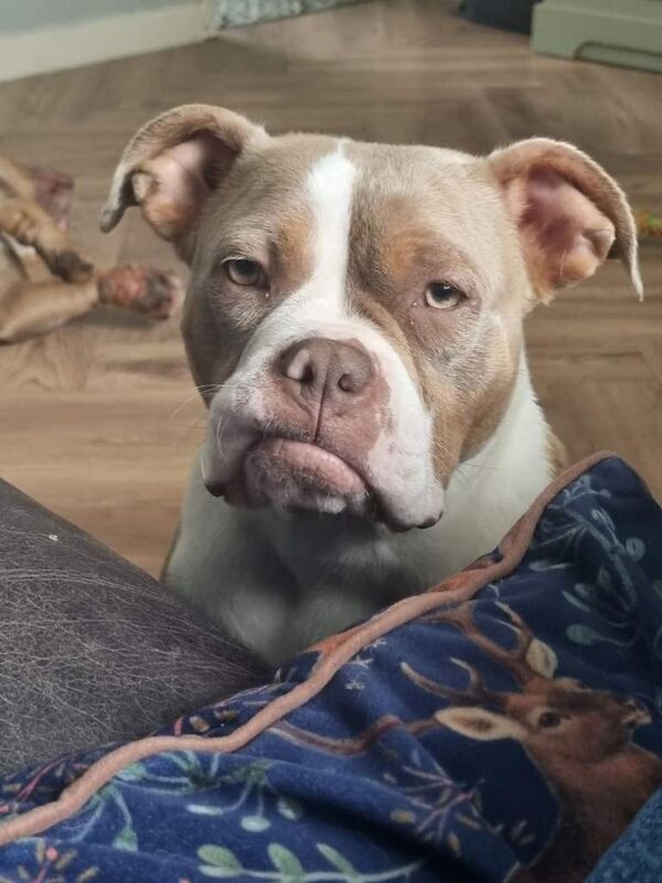Female Pocket bully - Image 4 of 4