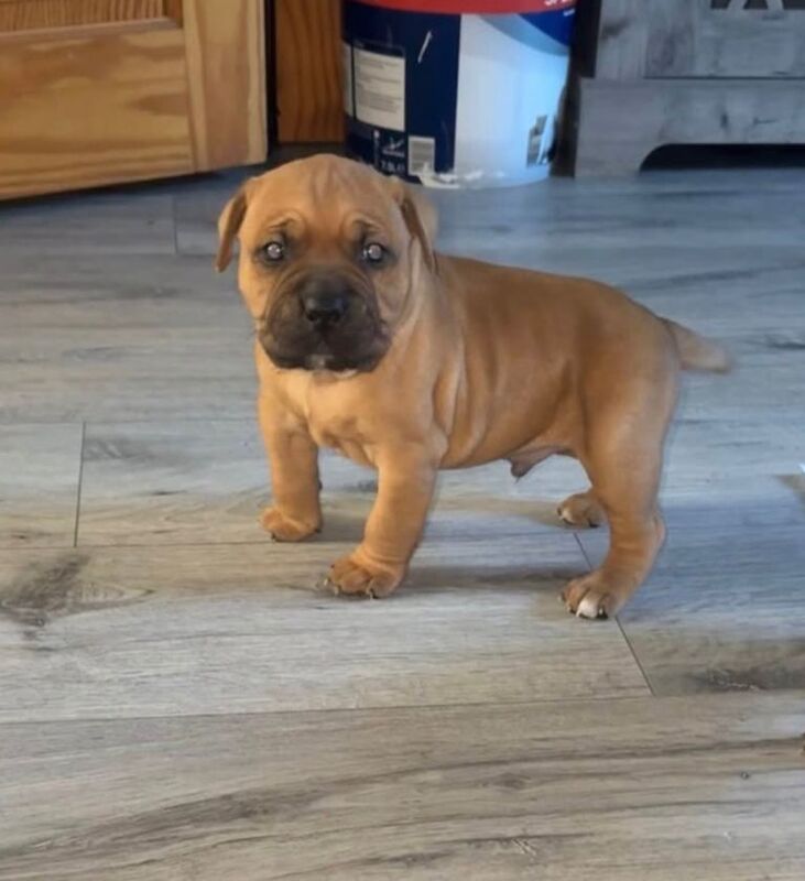American Bully Puppies For Sale
