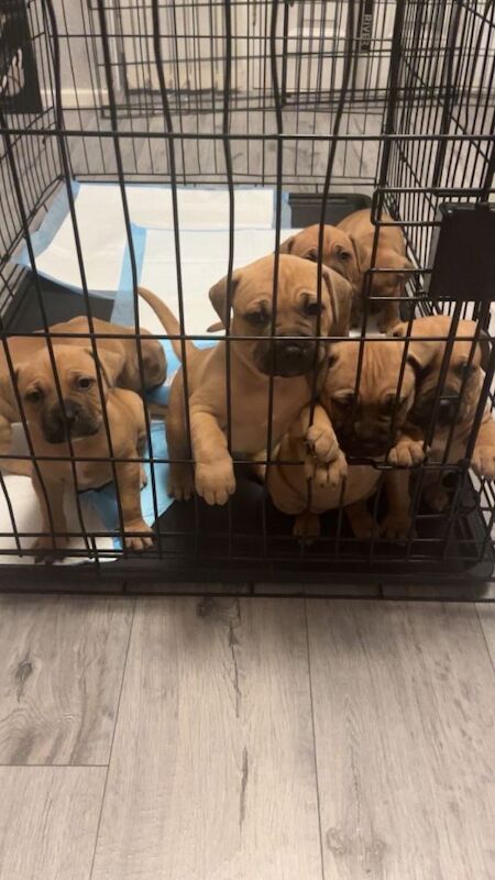 For sale - Image 2 of 3