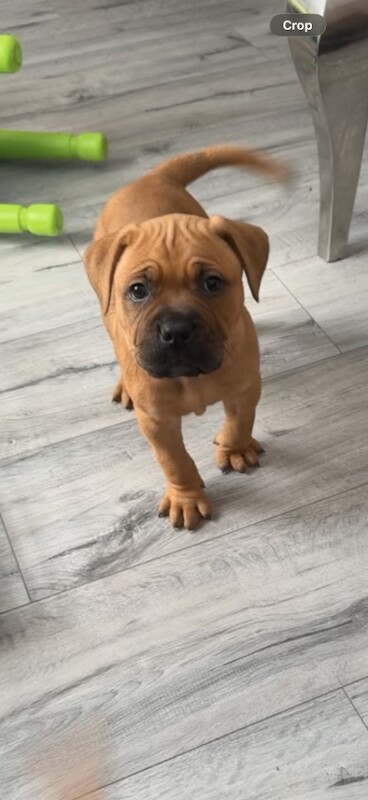 For sale - Image 3 of 3