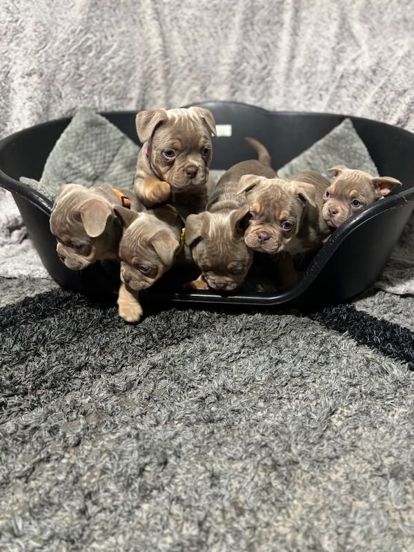 American Bulldog puppies for sale in King's Norton, West Midlands – 1 year old - Image 2 of 3