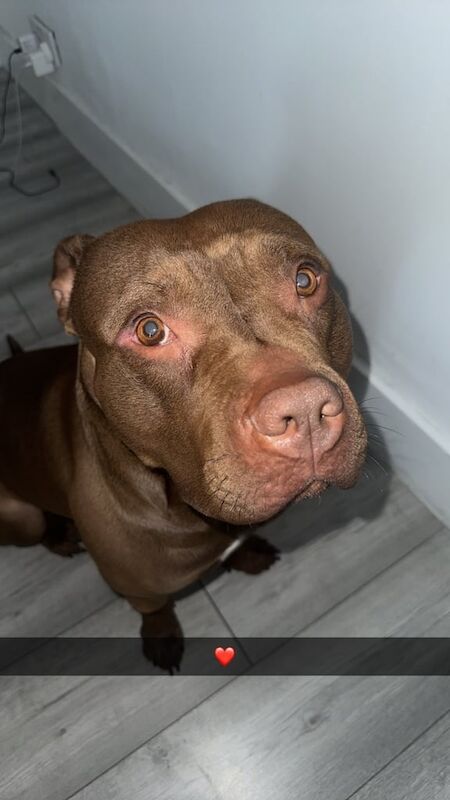 American Bulldog puppies for sale in Islington, Greater London – 5 years old