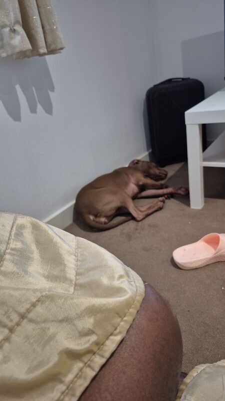 Girl pup for sale American Staffordshire/Staffordshire