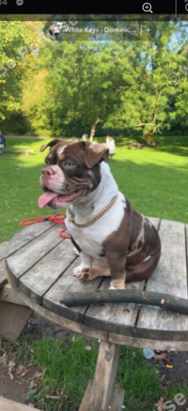 American Bully Puppies For Sale
