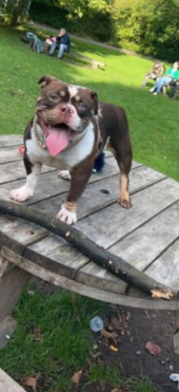 Gorgeous 2 year old female pocket bully - Image 2 of 4