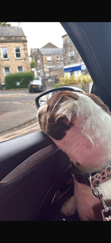 Gorgeous 2 year old female pocket bully - Image 3 of 4