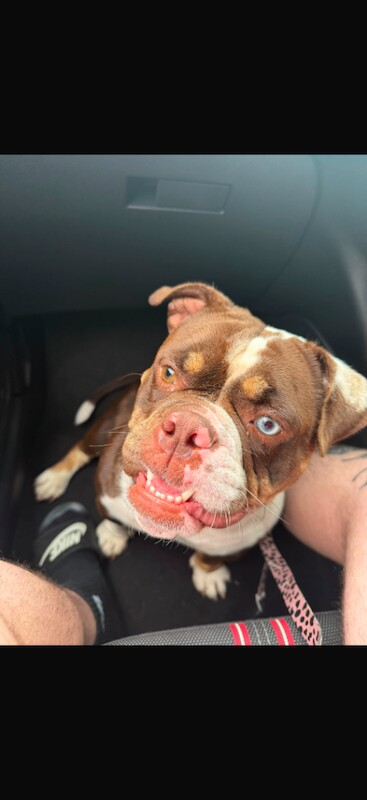 Gorgeous 2 year old female pocket bully - Image 4 of 4
