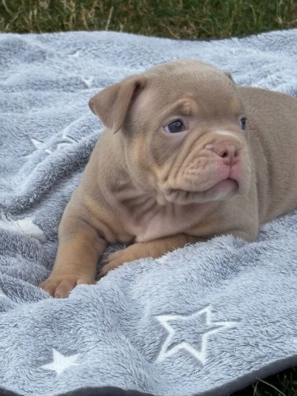 Grand champion sired pedigree micro bullies