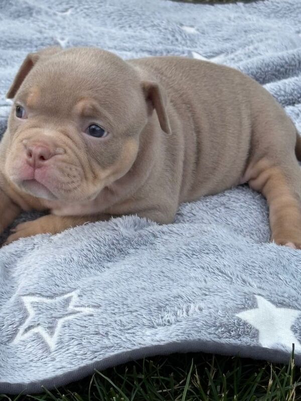 Grand champion sired pedigree micro bullies - Image 3 of 4