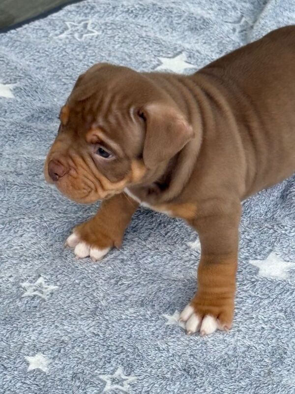 Grand champion sired pedigree micro bullies - Image 4 of 4