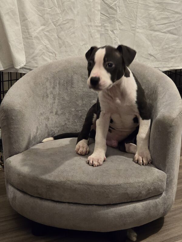 American Bulldog puppies for sale in Rotherham, South Yorkshire – 1 year old - Image 3 of 3