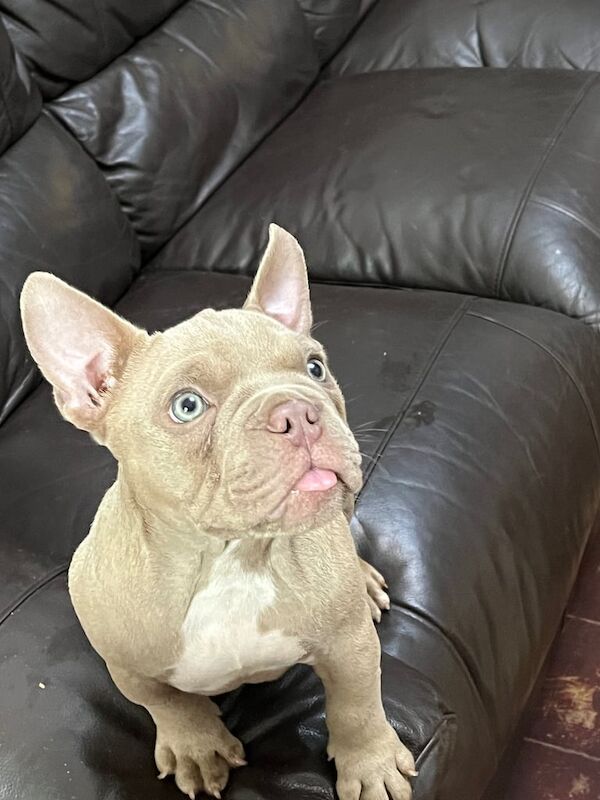 American Bulldog puppies for sale in Roundhay, West Yorkshire – 3 months old