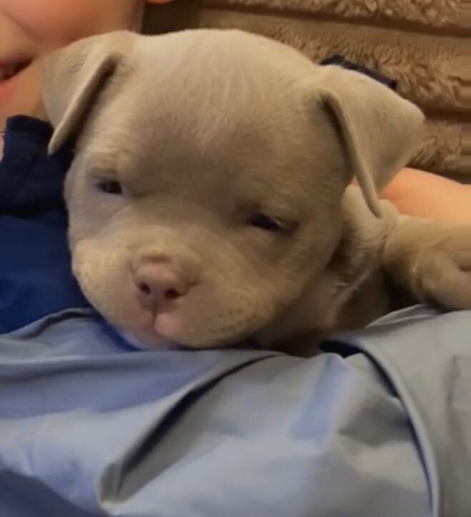 American Bully Puppies For Sale