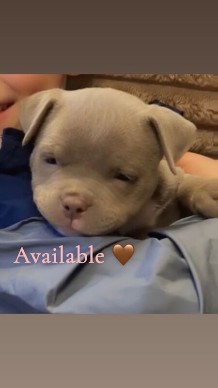 Incredible pocket bully - Image 2 of 3