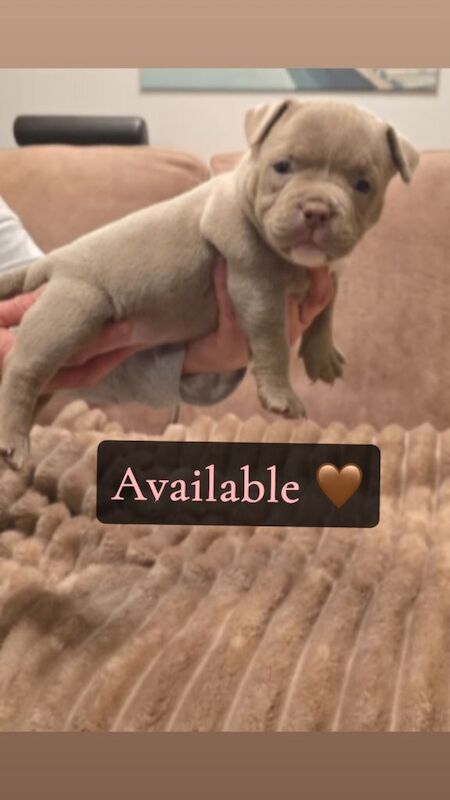 Incredible pocket bully - Image 3 of 3