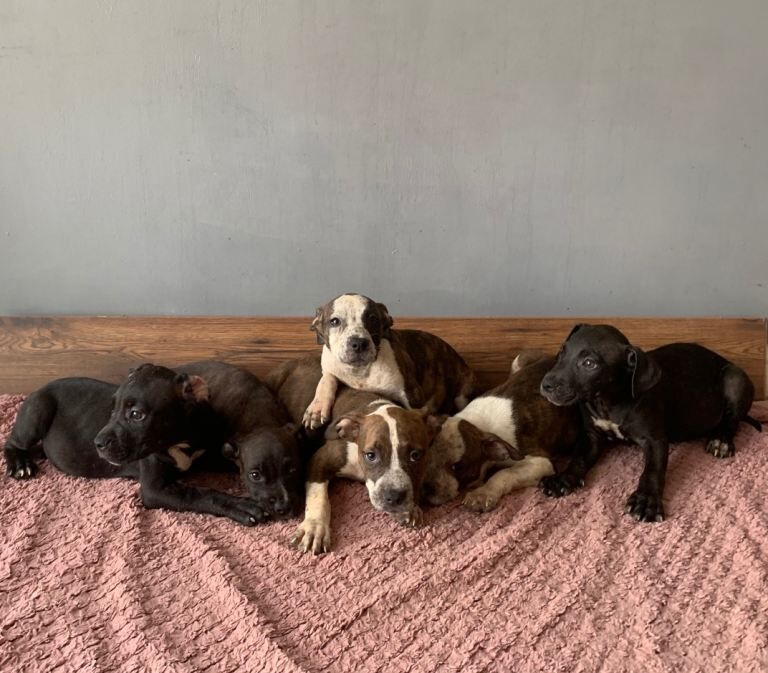Jaw-dropping pocket bullies – massive genetics & loving temperaments