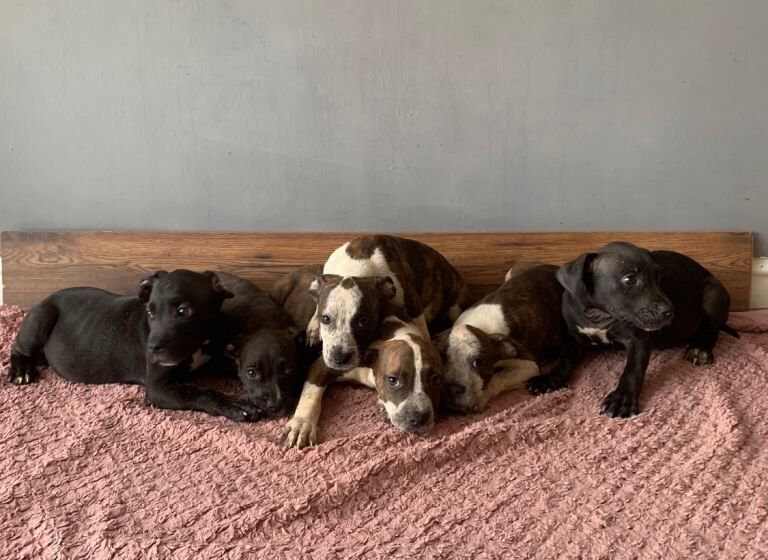 Jaw-dropping pocket bullies – massive genetics & loving temperaments - Image 2 of 4