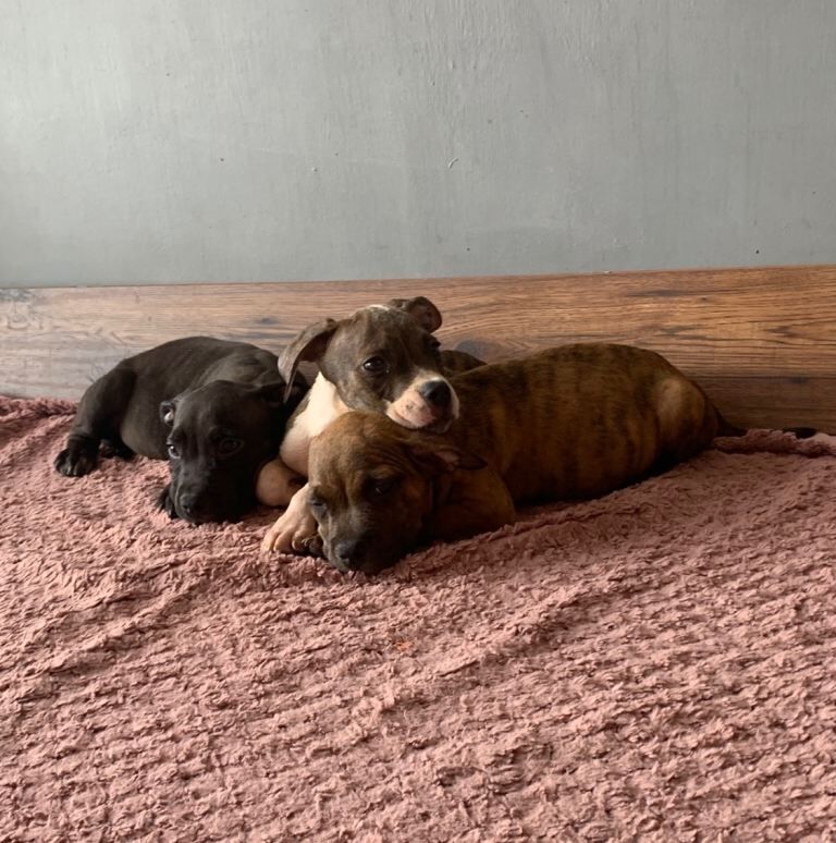 Jaw-dropping pocket bullies – massive genetics & loving temperaments - Image 3 of 4