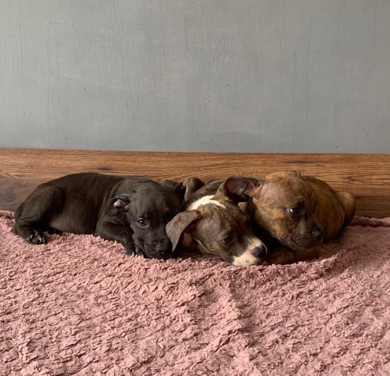Jaw-dropping pocket bullies – massive genetics & loving temperaments - Image 4 of 4