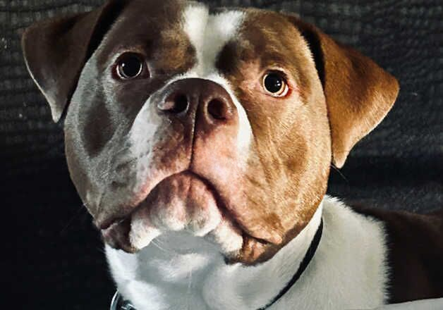 American Bulldog puppies for sale in Barnsley, South Yorkshire – 2 years old - Image 2 of 2