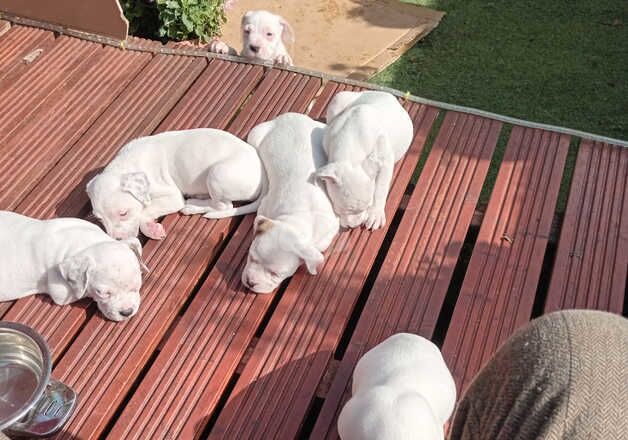 American Bulldog puppies for sale in Oldham, Manchester – 1 year old - Image 2 of 5