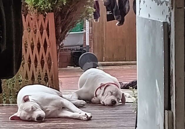 American Bulldog puppies for sale in Oldham, Manchester – 1 year old - Image 3 of 5