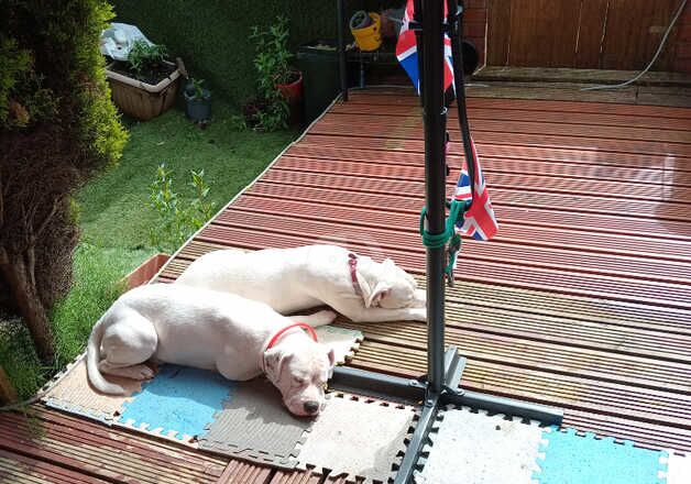 American Bulldog puppies for sale in Oldham, Manchester – 1 year old - Image 4 of 5