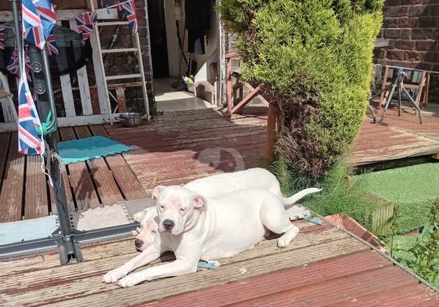 American Bulldog puppies for sale in Oldham, Manchester – 1 year old - Image 5 of 5
