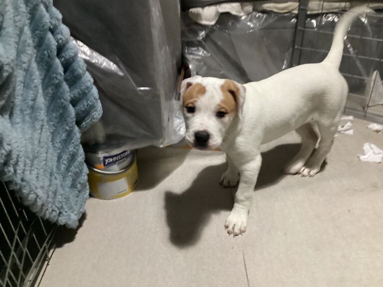 American Bully Puppies For Sale