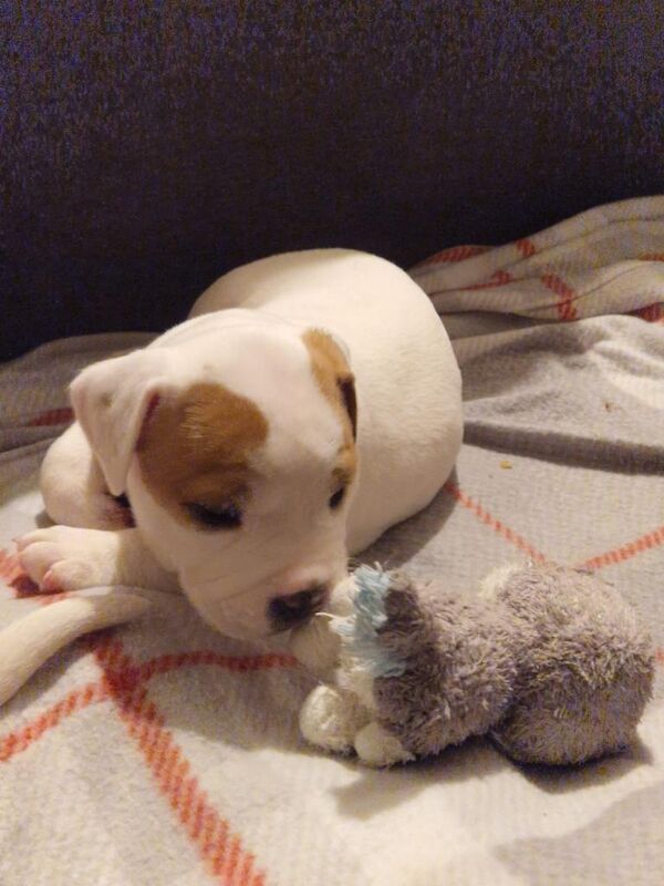 Johnstone American bulldog - Image 2 of 3