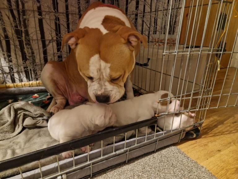 Johnstone American bulldog - Image 3 of 3