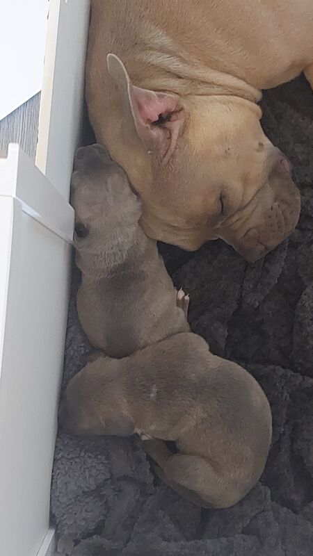 American Bulldog puppies for sale in Peasley Cross, Merseyside – 6 months old - Image 2 of 3