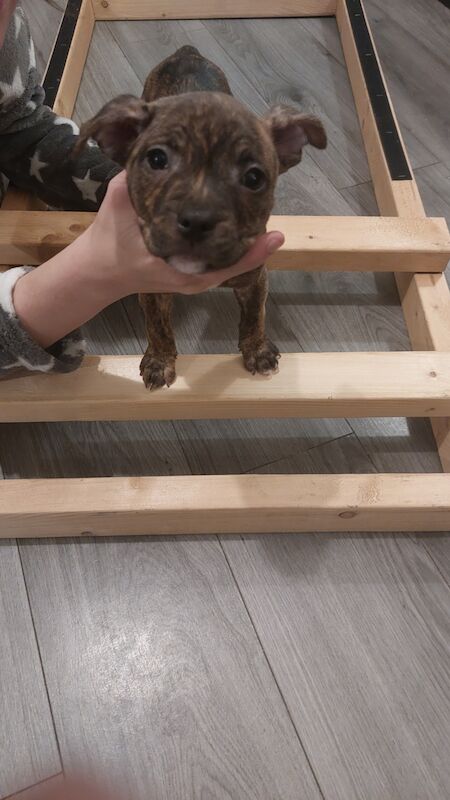 American Bulldog puppies for sale in Peasley Cross, Merseyside – 6 months old - Image 3 of 3